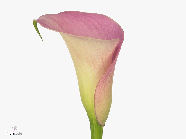 Calla Manila