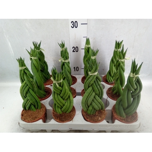 Sansevieria cyl.  ...