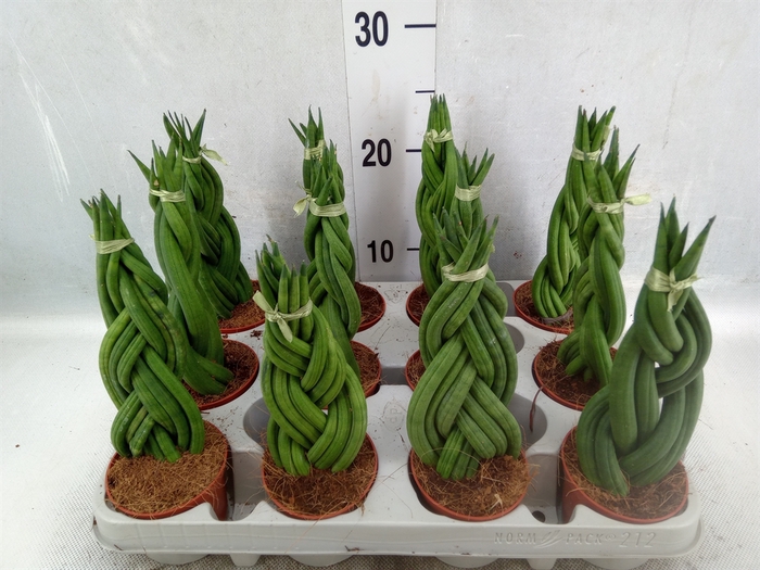 Sansevieria cyl.  ...