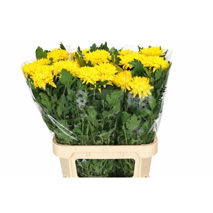 CHR G ROSSANO YELLOW