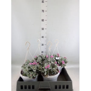Kalanchoe NF pumila
