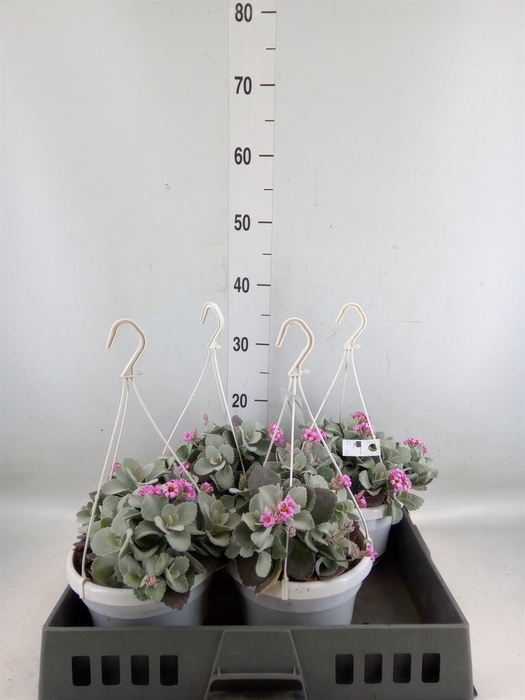 <h4>Kalanchoe NF pumila</h4>