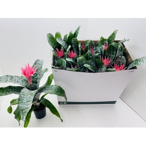 AECH FAS PRIMERA