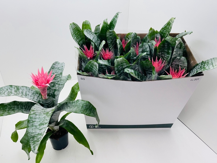 <h4>AECH FAS PRIMERA</h4>