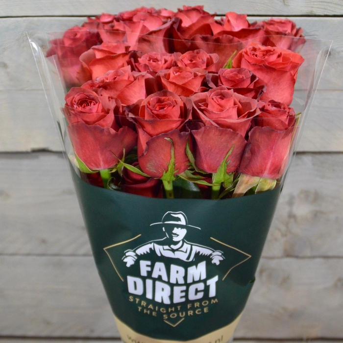 <h4>R GR MATHILDA</h4>