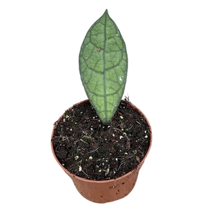hoya clemensiorum dark leaf