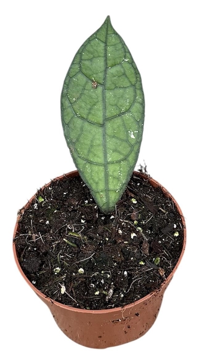 <h4>hoya clemensiorum dark leaf</h4>