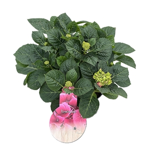 Hydrangea Canal Pink p23 7+