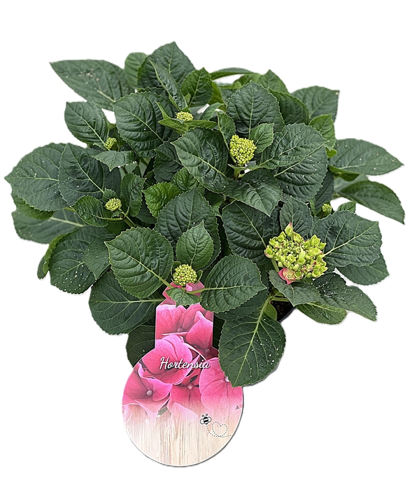 <h4>Hydrangea Canal Pink p23 7+</h4>