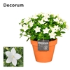 Campanula Atlanta Patio Pot