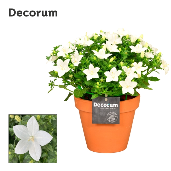 <h4>Campanula Atlanta Patio Pot</h4>