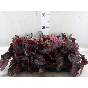 Begonia BD rex