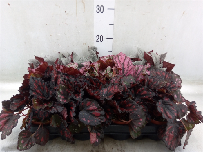 <h4>Begonia BD rex</h4>