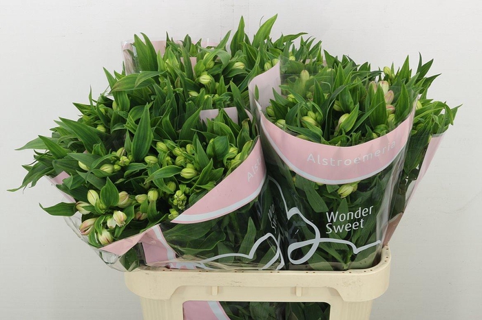 <h4>Alstr Wonder Sweet</h4>