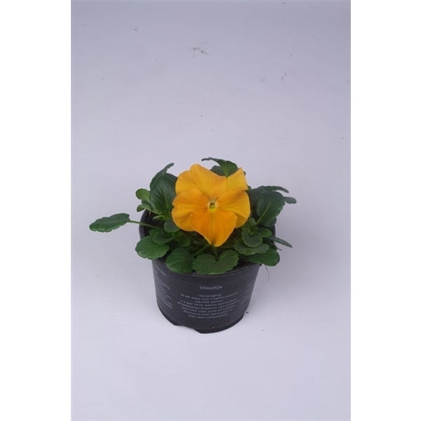<h4>Viola x wittrockiana Alpha F1 Orange</h4>