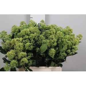 Skim J Frank Whit Bs