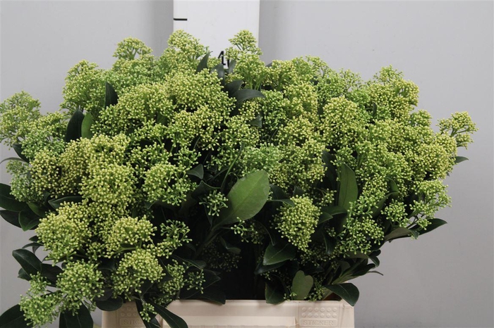 <h4>Skim J Frank Whit Bs</h4>