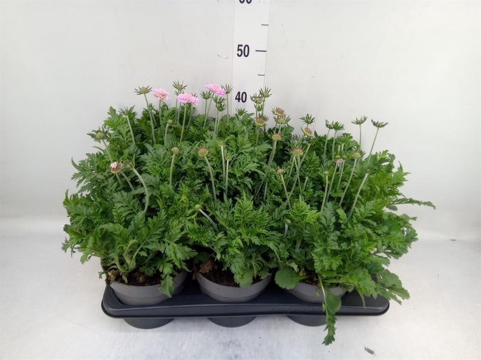 <h4>Scabiosa columb.</h4>