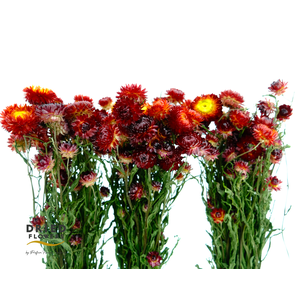 Dried Helichrysum Orange