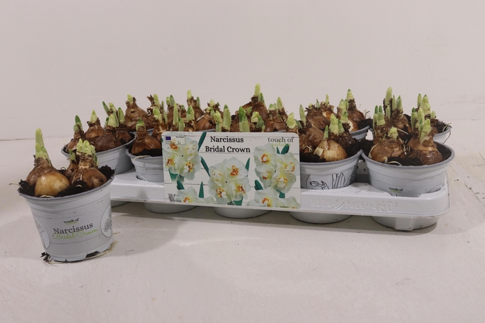 <h4>NARC D BRIDAL CROWN</h4>