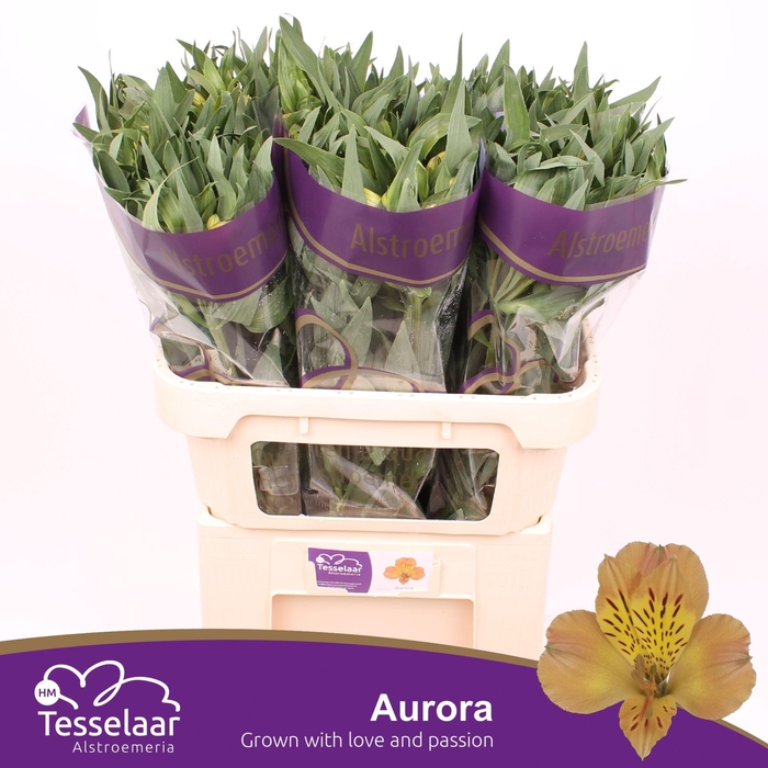 <h4>Alstroemeria Aurora</h4>