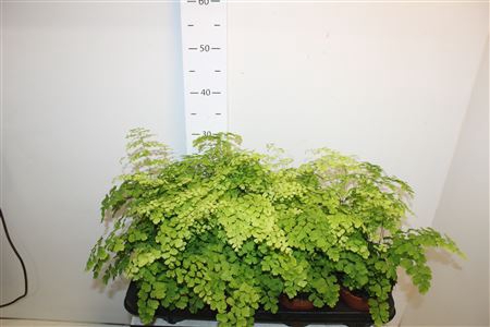 <h4>Adian Rad Fragrans</h4>