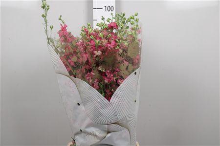 <h4>Cons R Sydney Rose</h4>