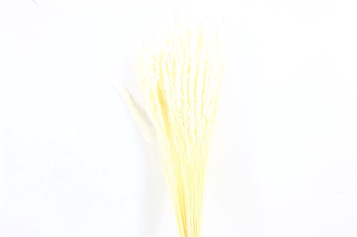 <h4>Dried Erba Cristina Bleached Bunch</h4>