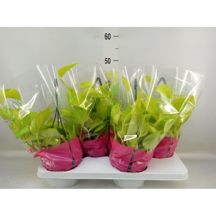 <h4>Epipremnum pinn. 'Golden Pothos' HG</h4>