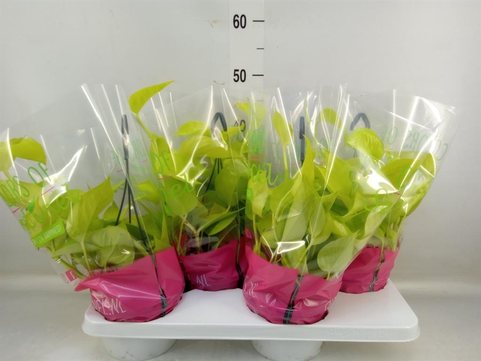 Epipremnum pinn. 'Golden Pothos' HG