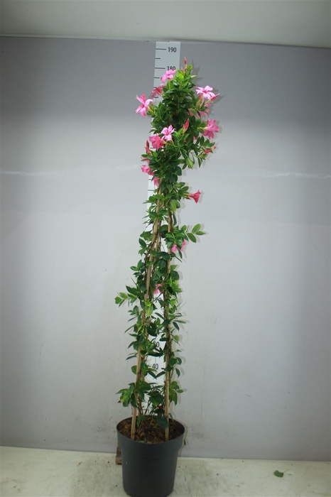 <h4>Mandevilla Di Opale Fuchsia Flame</h4>