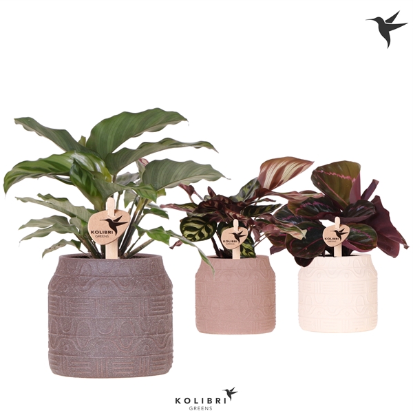 <h4>Kolibri Greens Calathea mix in Hieroglyph pot mix</h4>