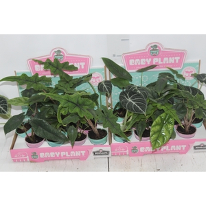 ALOCASIA P06