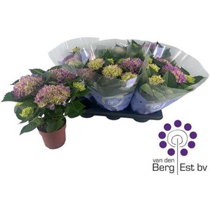 Hydr M Hi Ocean 7-8+