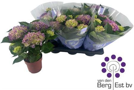 <h4>Hydr M Hi Ocean 7-8+</h4>