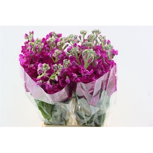 Matth Iron Deep Pink