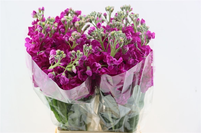 <h4>Matth Iron Deep Pink</h4>