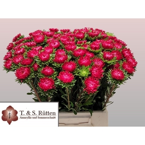 Callistephus Mats Scharlaken Red