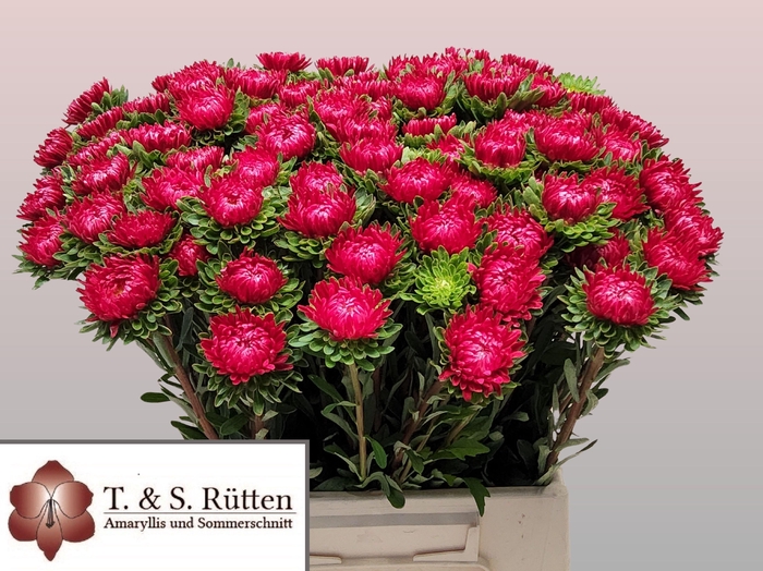 <h4>Callistephus Mats Scharlaken Red</h4>