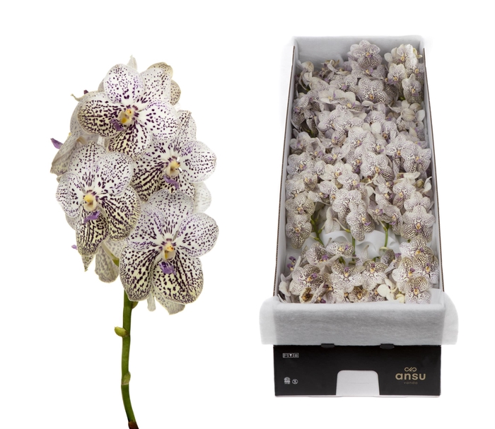 <h4>Vanda 20 tak Purple Confetti</h4>