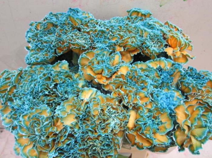 <h4>Di St G Blue Bay</h4>