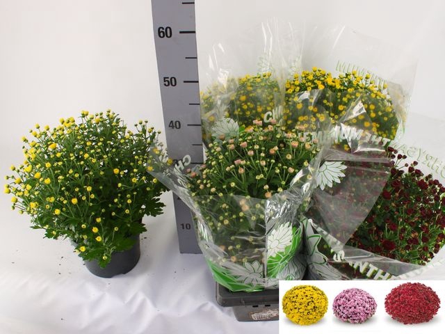 <h4>CHRYS JASODA MIX 35CM P19</h4>