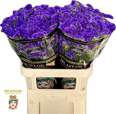 <h4>Limon Staties Blue</h4>