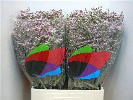 <h4>Lim Saf Oshi Pink</h4>