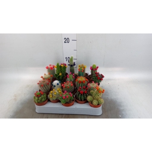 Cactus   ...decorated