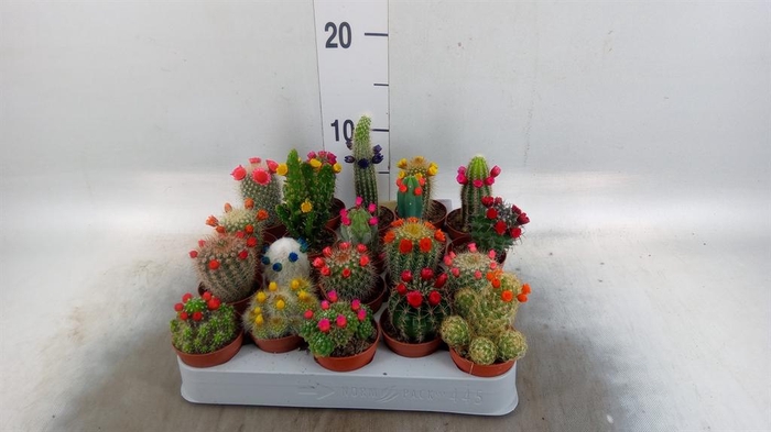 <h4>Cactus   ...decorated</h4>