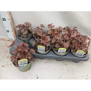 HEUCH MI PALACE PURP