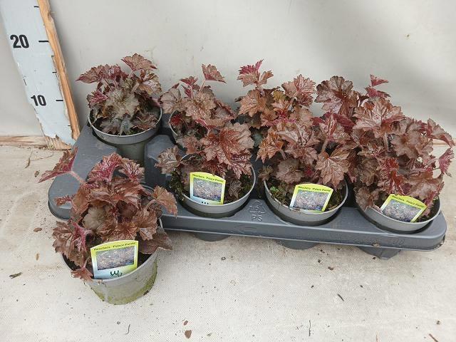 <h4>HEUCH MI PALACE PURP</h4>