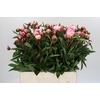 Paeonia Sarah Bernhardt Ongeplozen