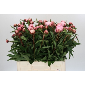 Paeonia Sarah Bernhardt Ongeplozen
